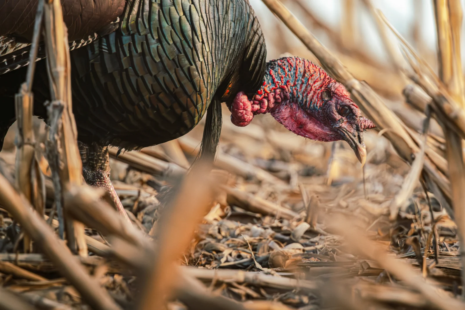 A wild turkey feeding among corn stubble