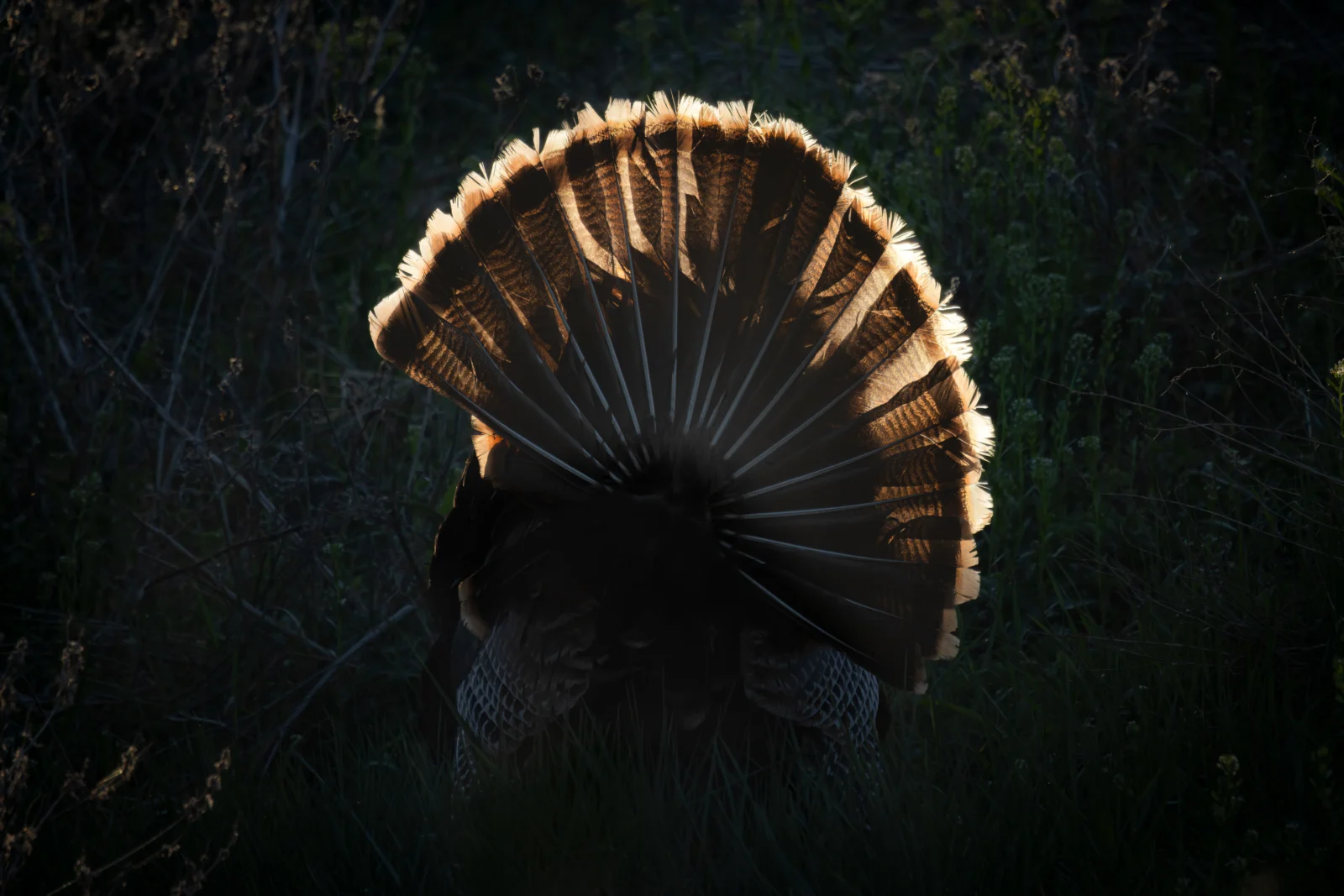A wild turkey in full strut, tail fan lit from behind at dusk