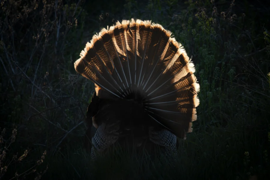 A wild turkey in full strut, tail fan lit from behind at dusk