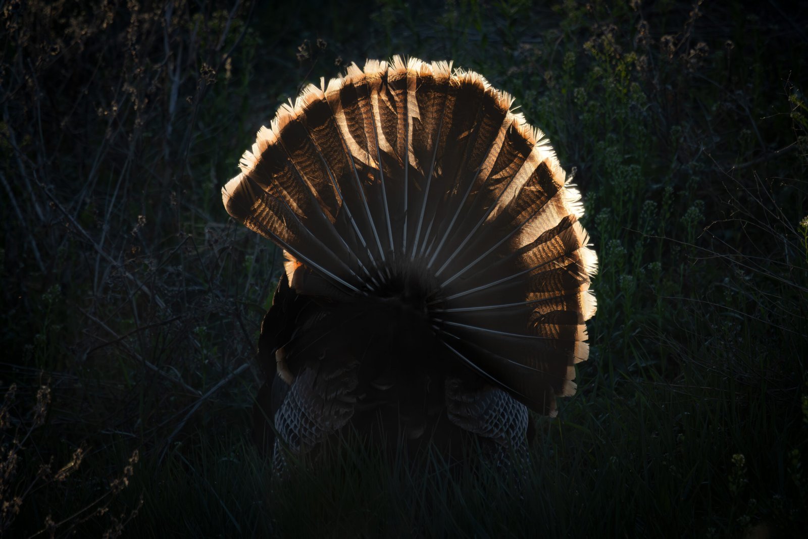 A wild turkey in full strut, tail fan lit from behind at dusk