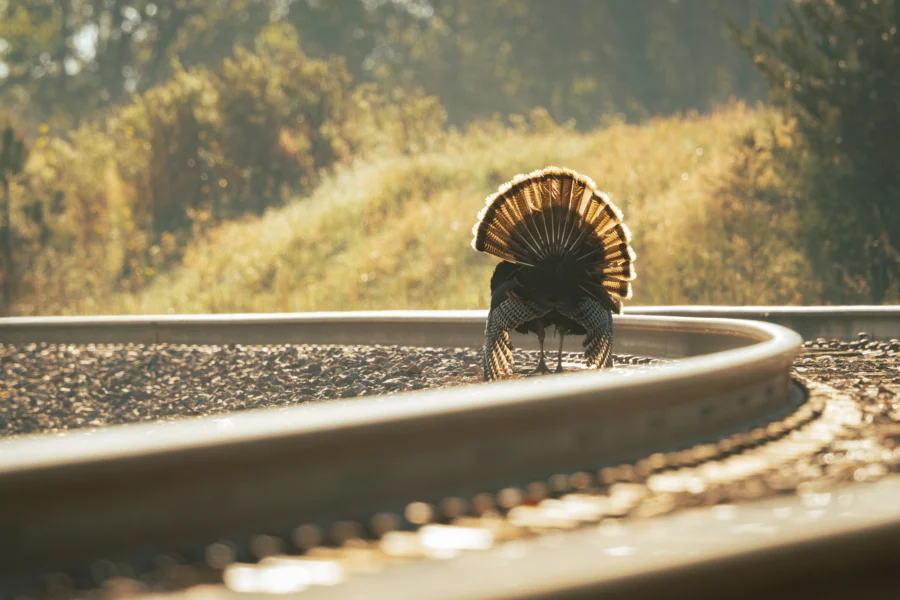 A turkey strutting along a curved railroad line in low golden haze
