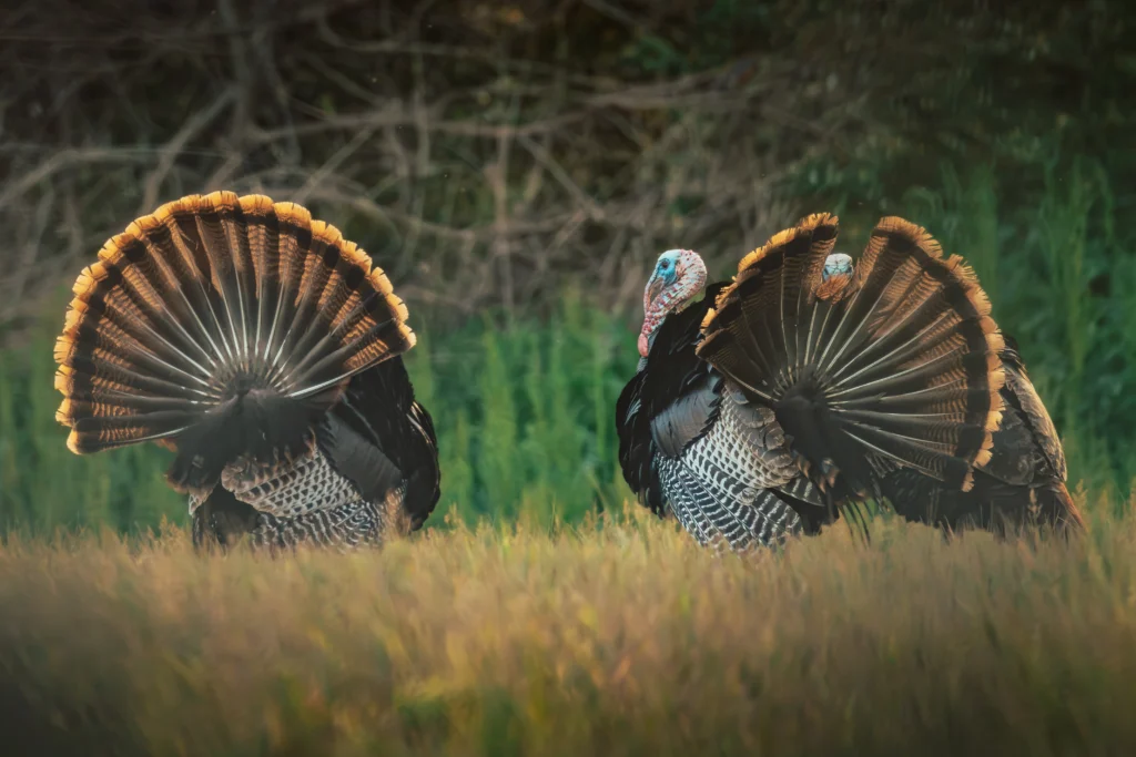 Two gobblers strutting side by side at the edge of timber