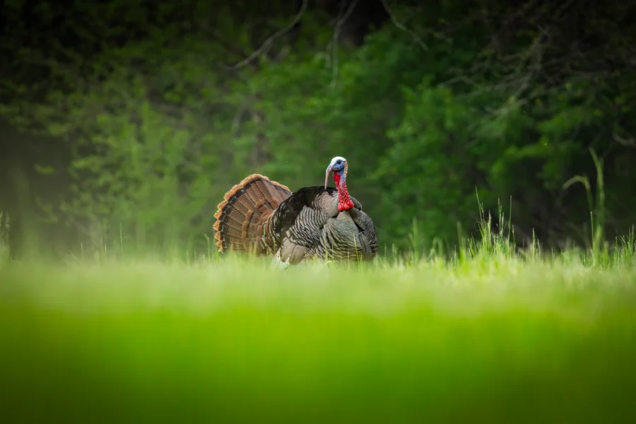 A gobbler strutting in green grass against dark timber