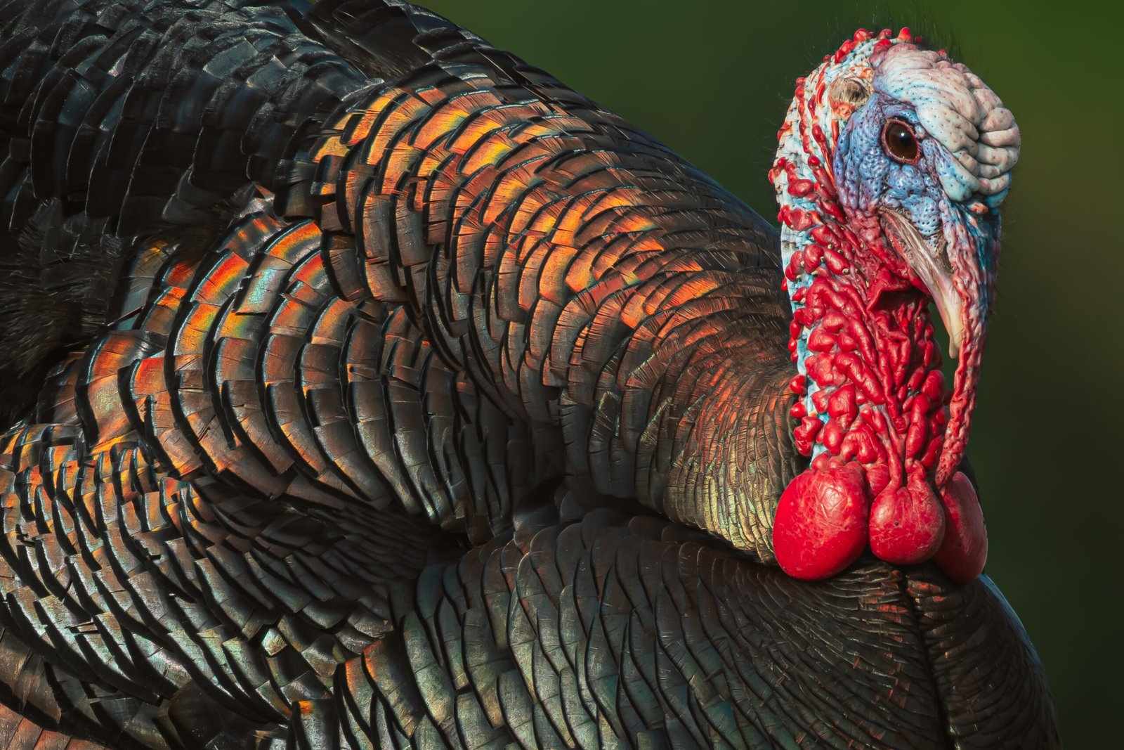 Spring Gobblers