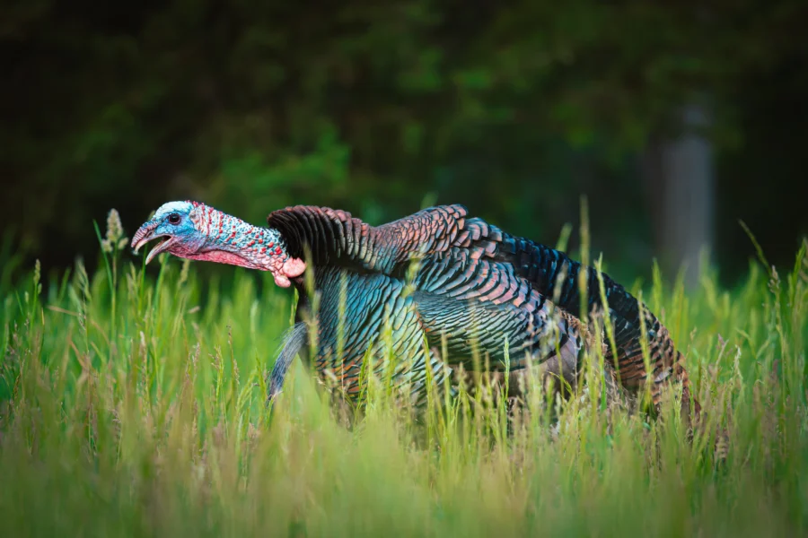 A gobbler moving through tall spring grass