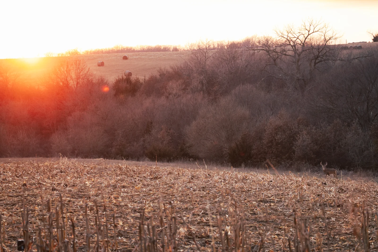 Sunrise over cut corn with a deer at the distant field edge