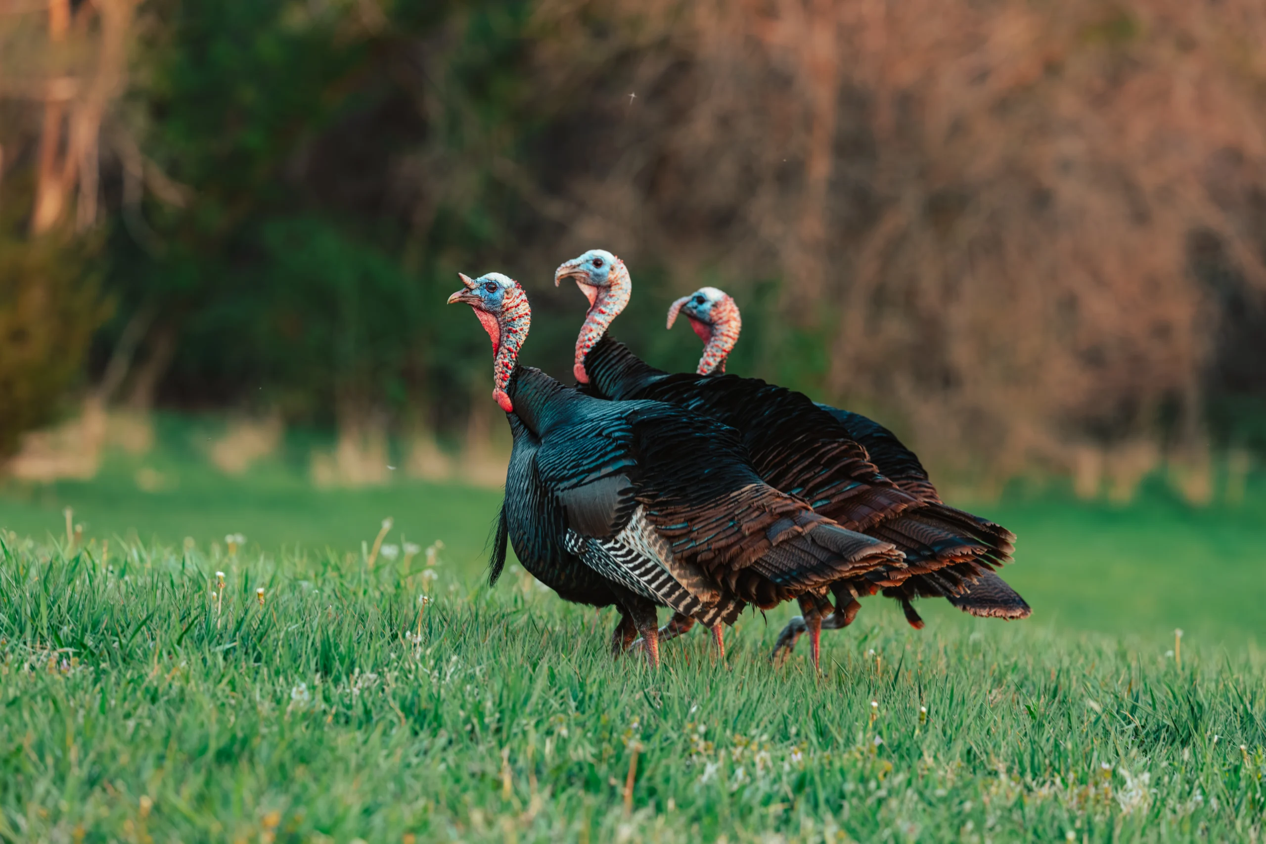 Three across the pasture