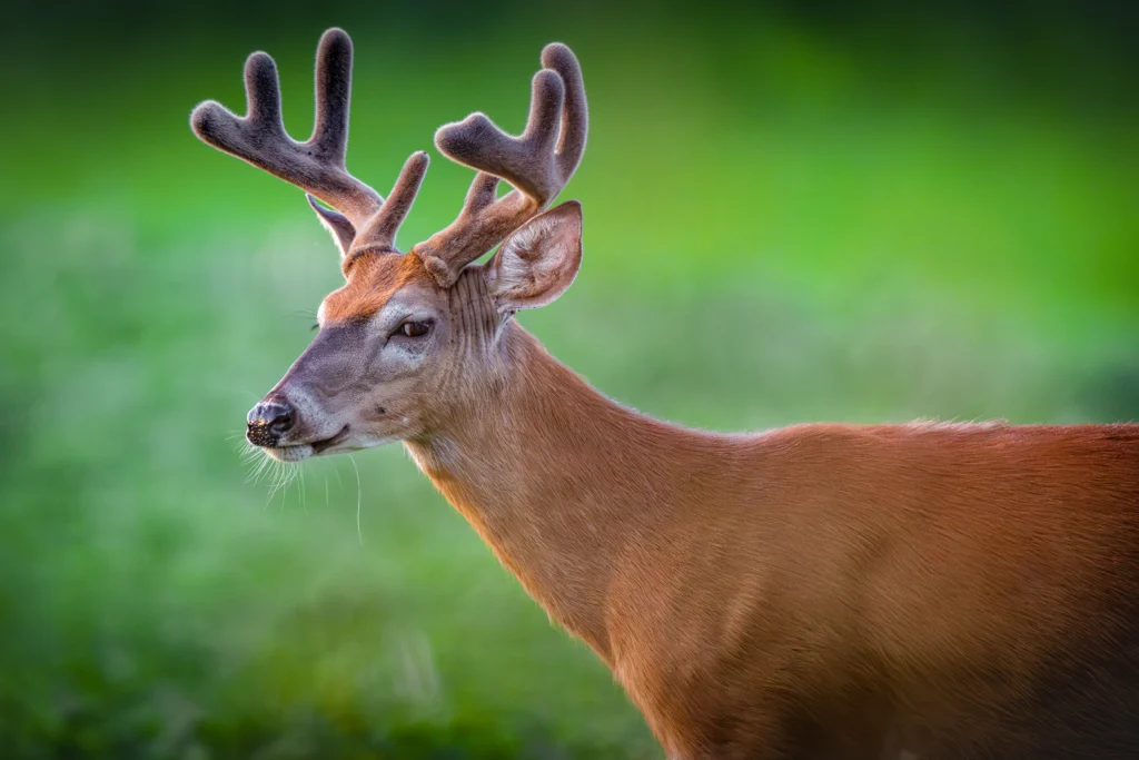 A whitetail buck in velvet against smooth green bokeh