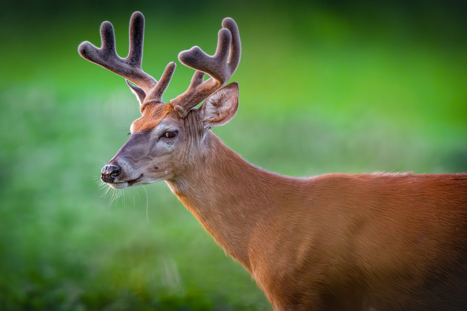Whitetail