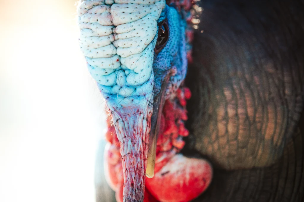 Extreme close-up of a gobbler's head, white and blue and red skin