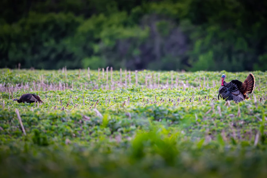 Two turkeys feeding in a green bean field among corn stubble