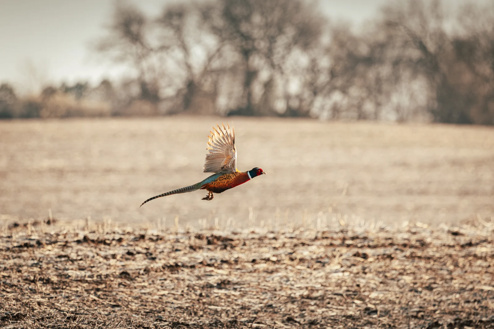 A rooster pheasant flushing low over a plowed field