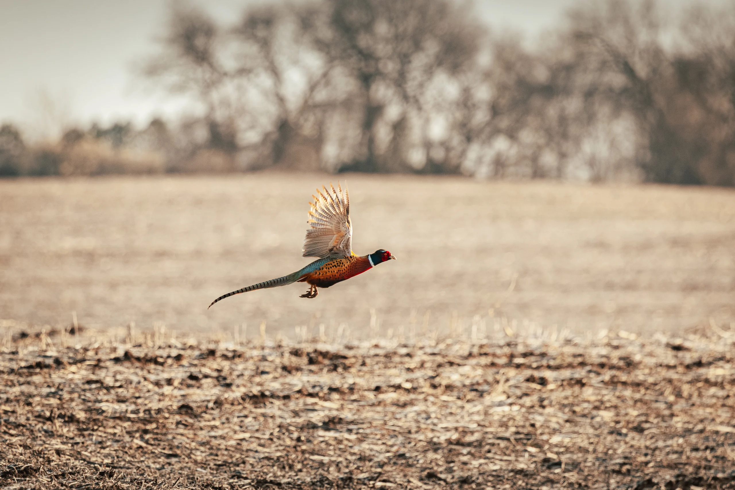 Birds