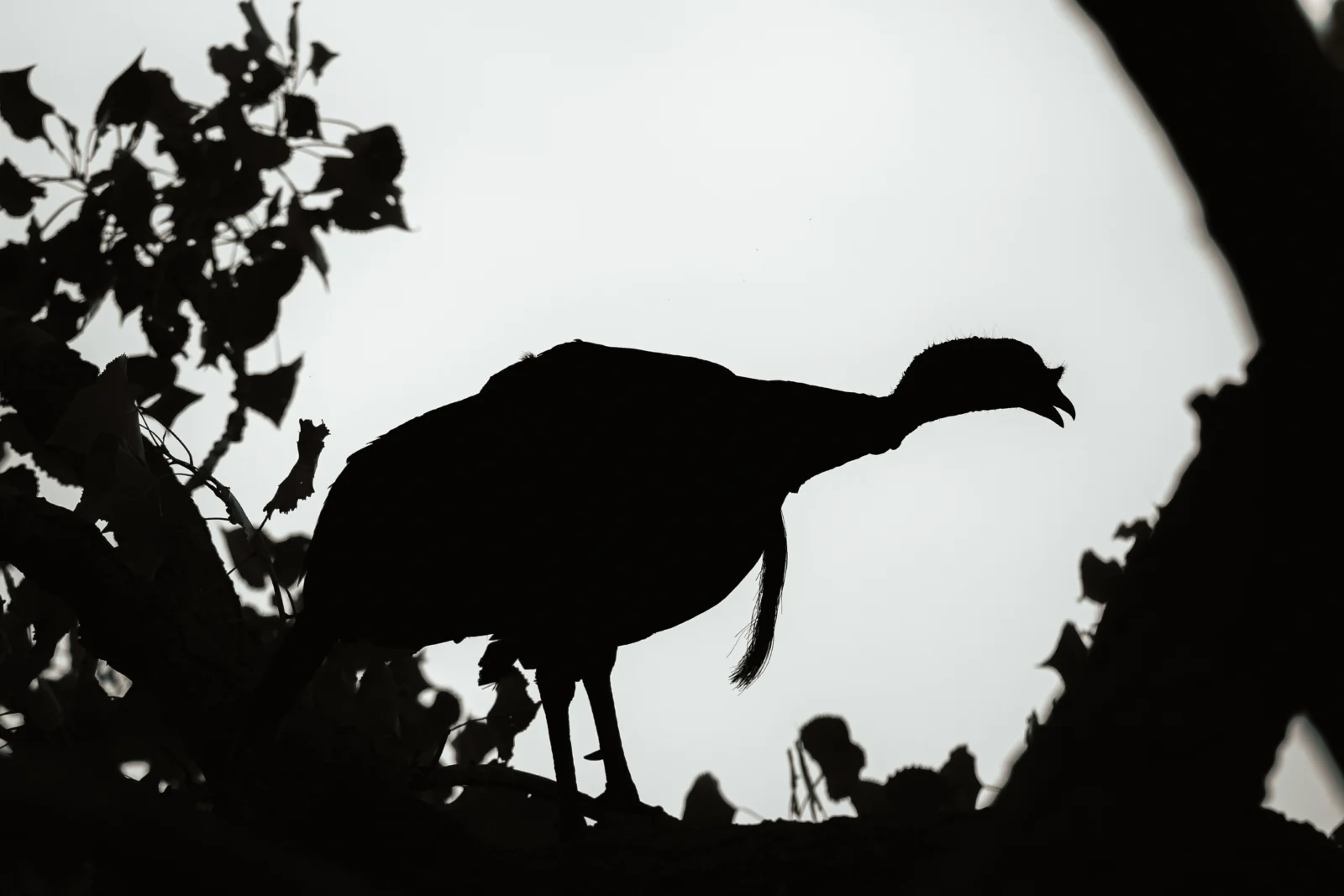A turkey silhouetted on a branch against a pale sky