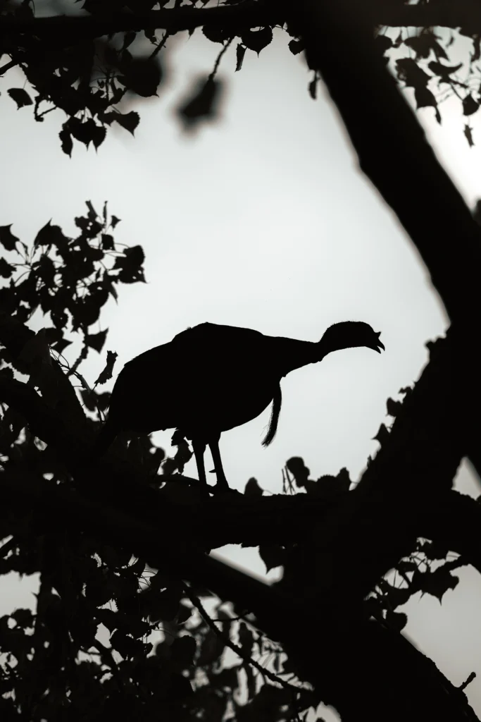 A turkey silhouetted on a branch against a pale sky