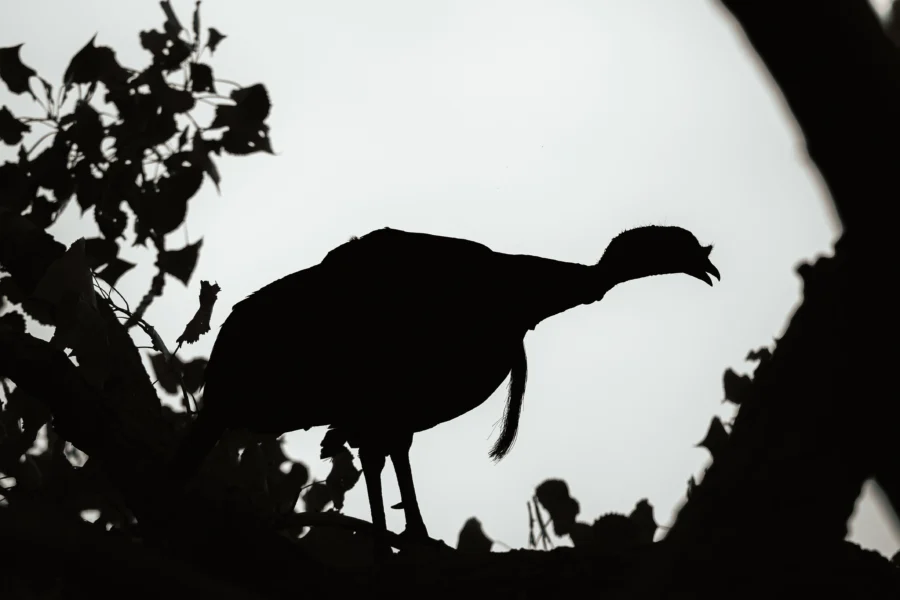 A turkey silhouetted on a branch against a pale sky