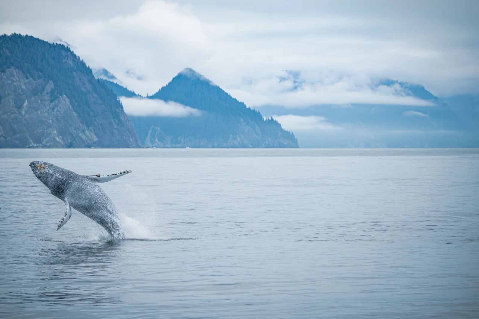 Whale of an opportunity