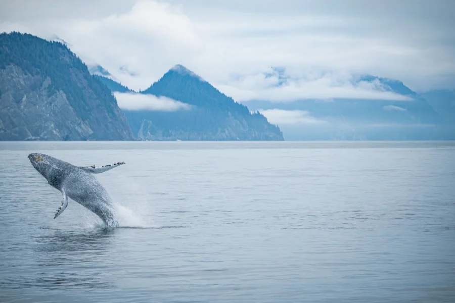 Whale of an opportunity